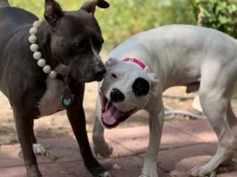 TANAKA’S TRAGEDY: Innocent toddler, just 2 years old, brutally torn apart and killed by vicious Pit Bull dogs in Bulawayo