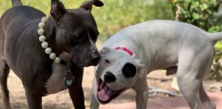 TANAKA’S TRAGEDY: Innocent toddler, just 2 years old, brutally torn apart and killed by vicious Pit Bull dogs in Bulawayo