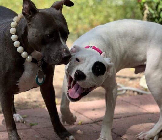 TANAKA’S TRAGEDY: Innocent toddler, just 2 years old, brutally torn apart and killed by vicious Pit Bull dogs in Bulawayo