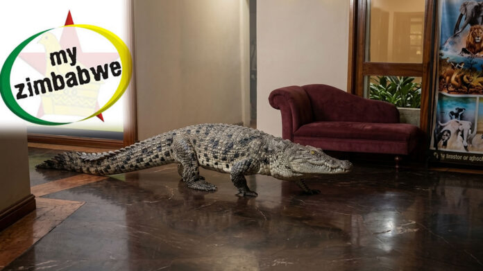 hungry crocodile walks into victoria falls hotel