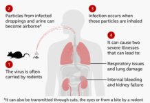 Hantavirus panic hits Zimbabwe: 3 health workers now under strict quarantine… Was the public told the WHOLE truth?