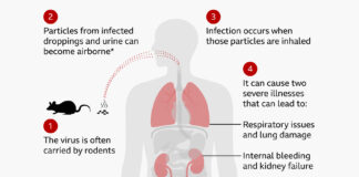 Hantavirus panic hits Zimbabwe: 3 health workers now under strict quarantine… Was the public told the WHOLE truth?
