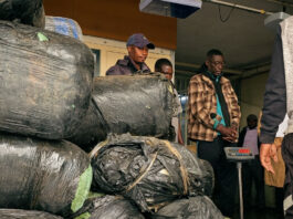 Hard-working Southerton Police Catch Truck Driver with 1 Tonne of Mbanje, Shocking Multi-Million Dollar Drug Empire Exposed (VIDEO)