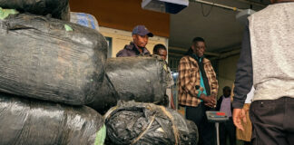 Hard-working Southerton Police Catch Truck Driver with 1 Tonne of Mbanje, Shocking Multi-Million Dollar Drug Empire Exposed (VIDEO)