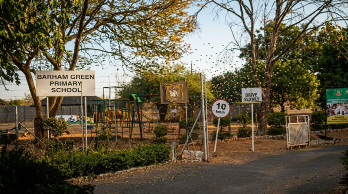 bees at barham-green primary school in bulawayo