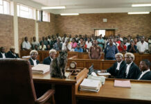 Juju suspected: Mysterious cat halts murder trial in Bulawayo High Court…. bees ruthlessly attack people at Mbale High Court (VIDEO)