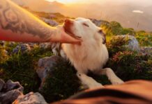 Understanding the factors that influence dog behaviour