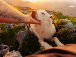 Understanding the factors that influence dog behaviour