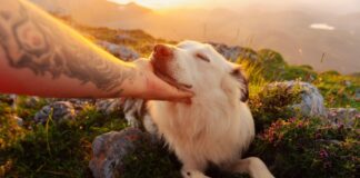 Understanding the factors that influence dog behaviour