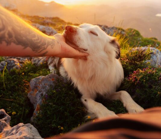 Understanding the factors that influence dog behaviour