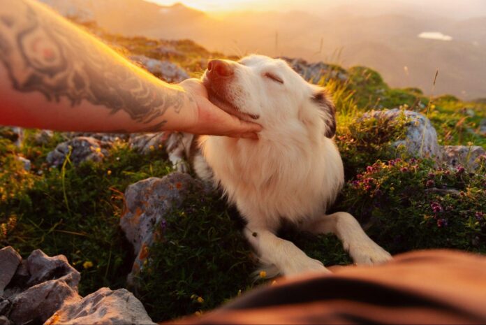 dog pet animal