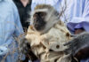 KUROMBA BACKFIRES: Shock as Bulawayo money-changer’s wealth-generating monkey demands ‘SIM 2 lula lula’