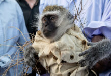 KUROMBA BACKFIRES: Shock as Bulawayo money-changer’s wealth-generating monkey demands ‘SIM 2 lula lula’