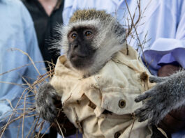 KUROMBA BACKFIRES: Shock as Bulawayo money-changer’s wealth-generating monkey demands ‘SIM 2 lula lula’