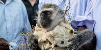 KUROMBA BACKFIRES: Shock as Bulawayo money-changer’s wealth-generating monkey demands ‘SIM 2 lula lula’