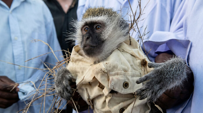 wealth-generating-monkey-demands-sodomy lula lula bulawayo