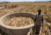 Zimbabwe’s worst drought since 1950 looms as government advises farmers to keep enough feed for 2 years