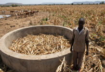 Zimbabwe’s worst drought since 1950 looms as government advises farmers to keep enough feed for 2 years