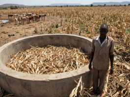 Zimbabwe’s worst drought since 1950 looms as government advises farmers to keep enough feed for 2 years