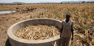 Zimbabwe’s worst drought since 1950 looms as government advises farmers to keep enough feed for 2 years