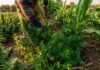 Police shocked after accidentally bumping into a man’s massive garden of mbanje while investigating a theft case