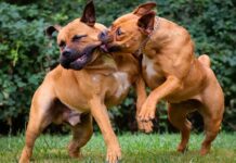 Another man mauled to death by deadly dogs in Kadoma