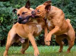 Another man mauled to death by deadly dogs in Kadoma