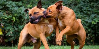 Another man mauled to death by deadly dogs in Kadoma