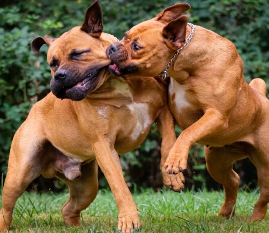 Another man mauled to death by deadly dogs in Kadoma