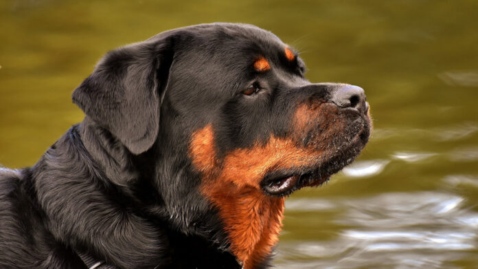 Rottweiler breed dog