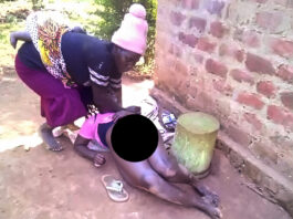 Drama as angry mother-in-law strips mukwasha’s small house naked and exposes her stonyie… Video goes viral